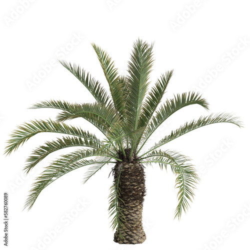 3d illustration of phoenix canariensis palm isolated on transparent background