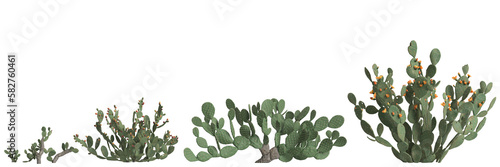 3d illustration of set opuntia ficus indica bush isolated on transparent background