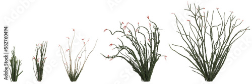 3d illustration of set fouquieria splendens bush isolated on transparent background photo