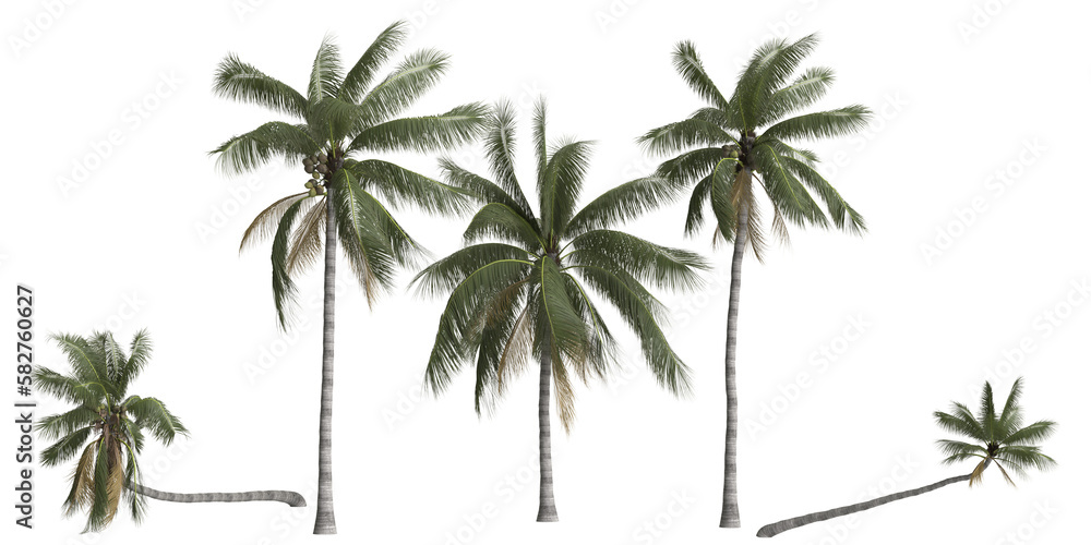 3d illustration of set cocos nucifera palm isolated on transparent background