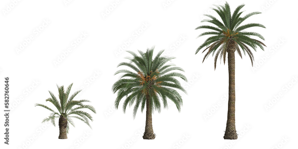 Obraz 3d illustration of set phoenix canariensis palm isolated on transparent background fototapeta, plakat