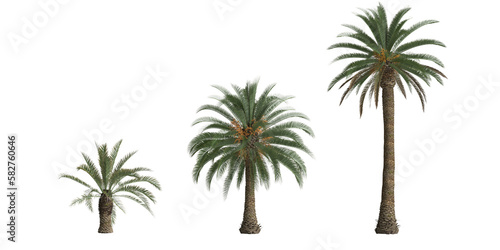 Foto 3d illustration of set phoenix canariensis palm isolated on transparent backgrou