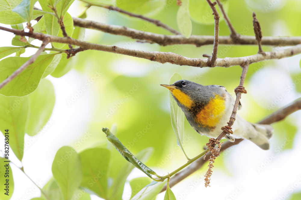 A northern parula (Setophaga americana), a small and cute bird, in west central Florida