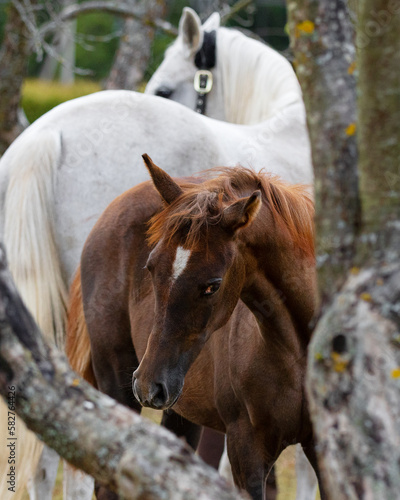 Young pretty arabian horse foal and his mother on summer background  portrait closeup