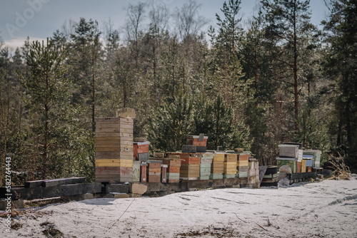 Beehives lined up in rows, beekeeping,  winter day 