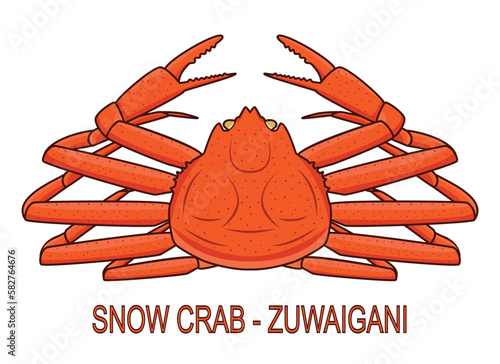 Japanese snow crab called Zuwaigani drawing in vector photo