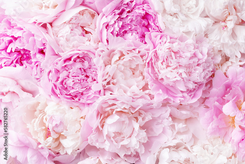 Fototapeta Naklejka Na Ścianę i Meble -  Pink peony flower background for Birthday, Mother day or Wedding card.