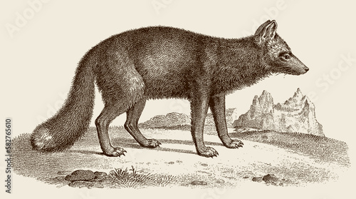 Silver fox vulpes in side view, after antique copperplate photo