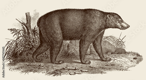 Walking sun bear helarctos malayanus in side view, after antique copperplate photo