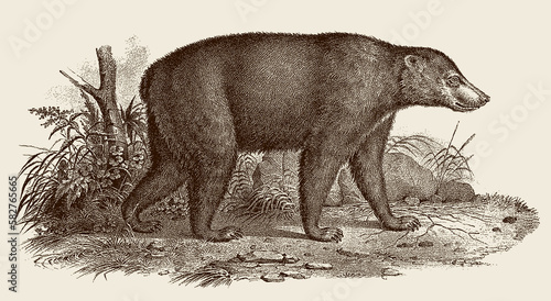 Walking sun bear helarctos malayanus in side view, after antique copperplate