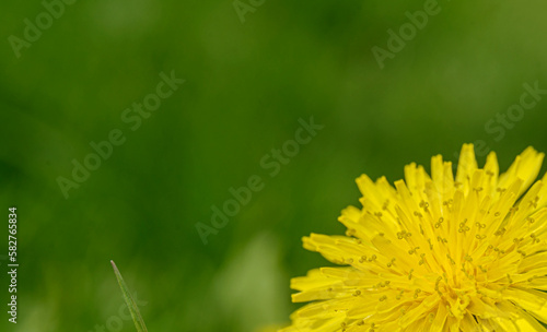 yellow dandelion on a green background, perfect for background, texture, macro photography.