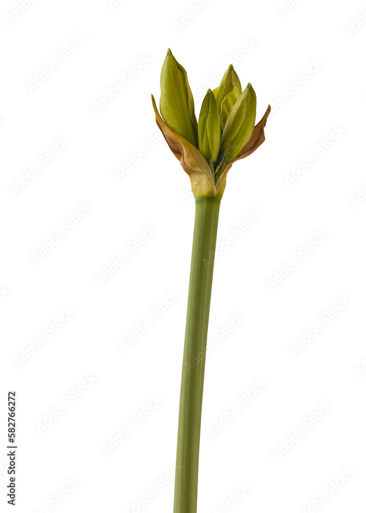 Hippeastrum (amaryllis) Hippeastrum (amaryllis)