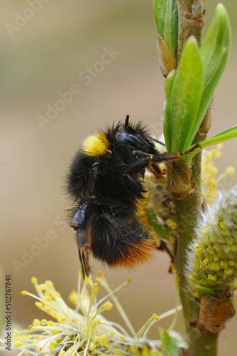 Closeup on a colorful but wed queen Early Nesting Bumble-bee, Bombus pratorum hanging onto a Salix twig photo