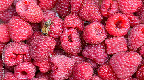 Raspberry close-up. Close-up red fresh raspberry fruit.