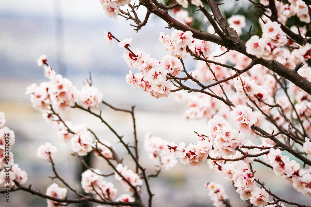 満開の桜 満開の桜