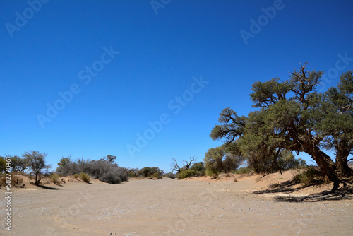 In the desert  small trees grow on the sand against the background of the blue sky