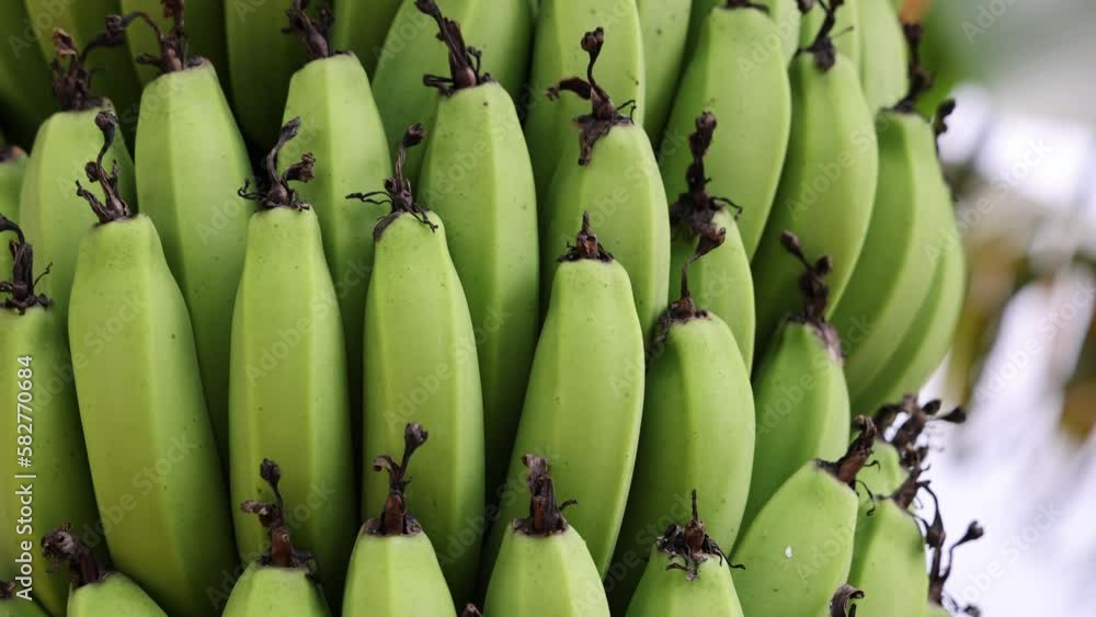 Closeup shot of a couple of rows of green bananas on a tree Closeup shot of a couple of rows of green bananas on a tree