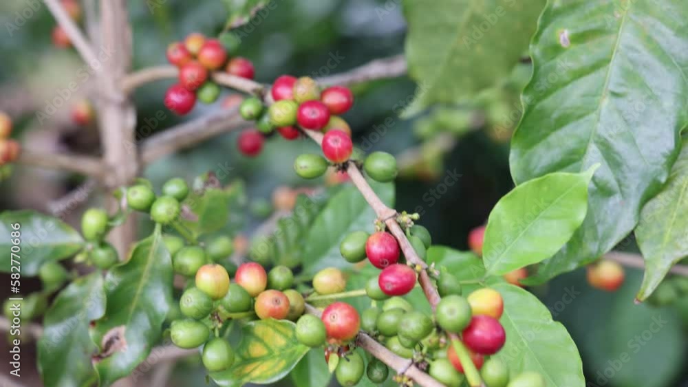 Closeup shot of a coffee bean tree with large leaves on a field under the sunlight Closeup shot of a coffee bean tree with large leaves on a field under the sunlight