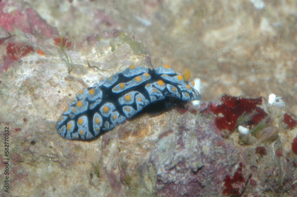 phyllidia varicosa underwater shot in the lake. Wild life animal. Fish ...