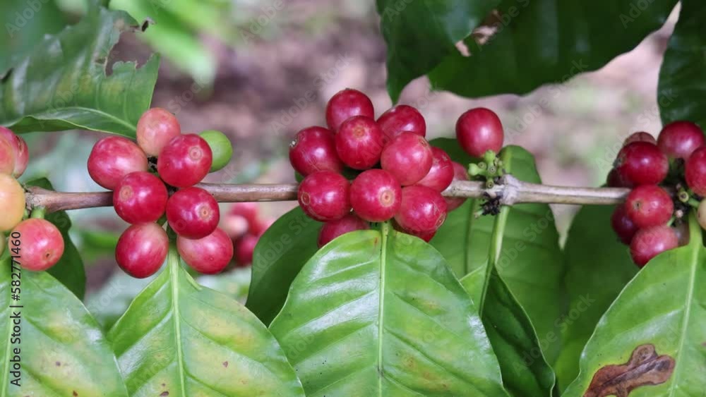 Closeup shot of red raw coffee bean plants on a tree branch with large green leaves