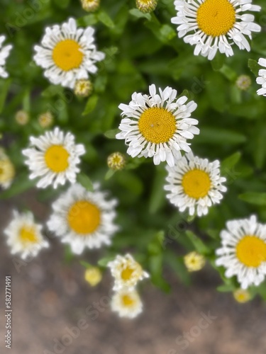 daisies in a field