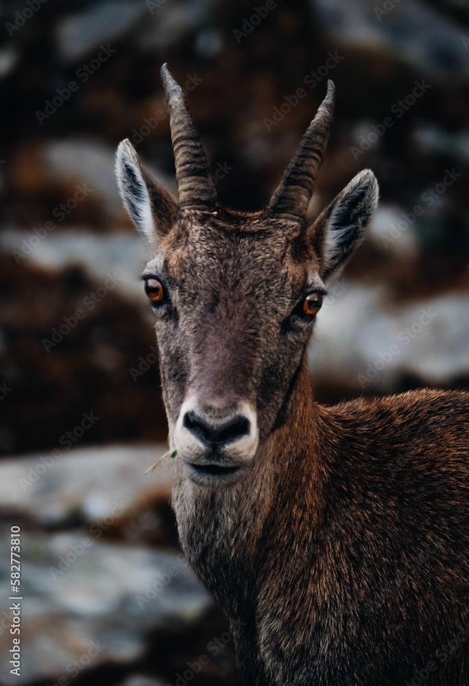 Vertical selective focus of a juvenile Alpine ibex (Capra ibex) on a rock