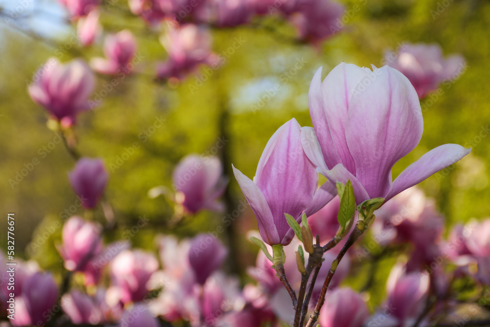pink magnolia blossom closeup. floral background in the park pink magnolia blossom closeup. floral background in the park