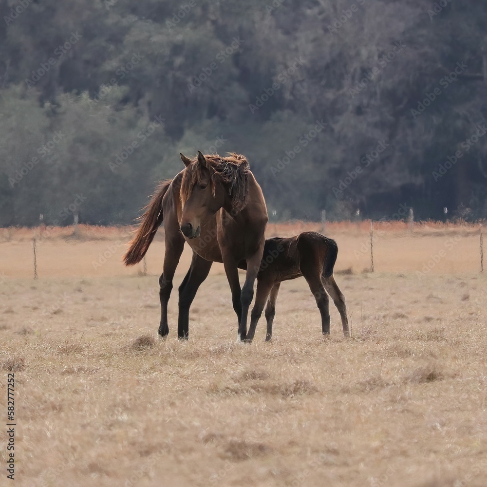 Obraz premium Wild Horses at Paynes Prairie Preserve State Park Micanopy Gainesville
