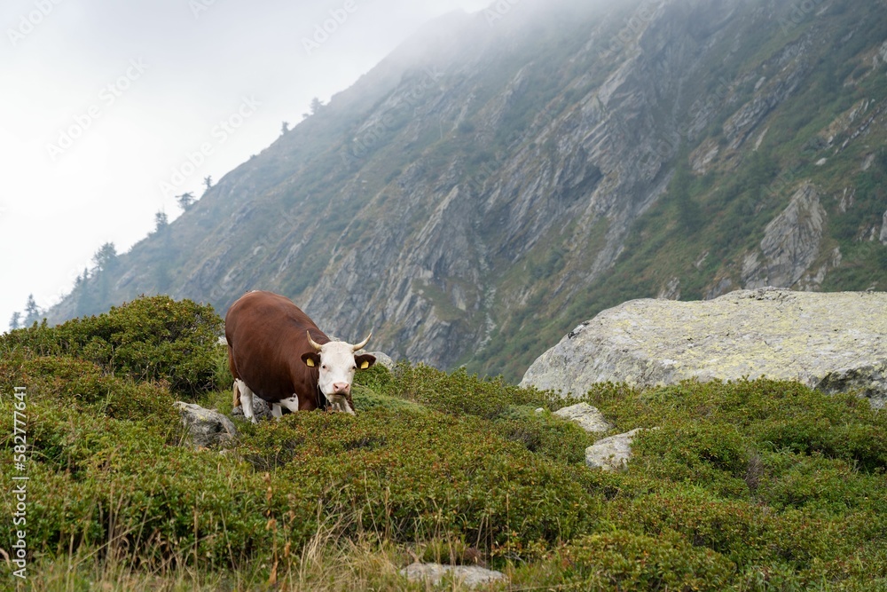Breed of Alpine cows graze on green hilly pasture, against the background of rocky mountain Breed of Alpine cows graze on green hilly pasture, against the background of rocky mountain