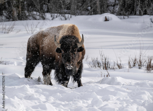 Obraz na plátně bison in snow
