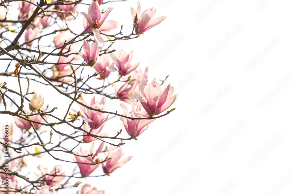 Fototapeta premium magnolia spring branch isolated on white background