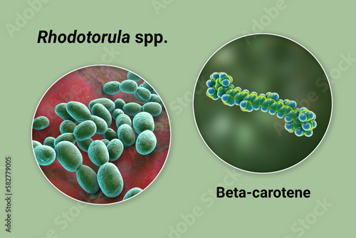 Rhodotorula fungi and molecule of beta-carotene, 3D illustration. Rhodotorula yeasts are a natural source of beta-carotene pigment photo