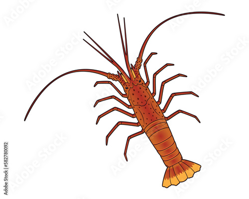 Spiny lobster or Rock lobster drawing in vector