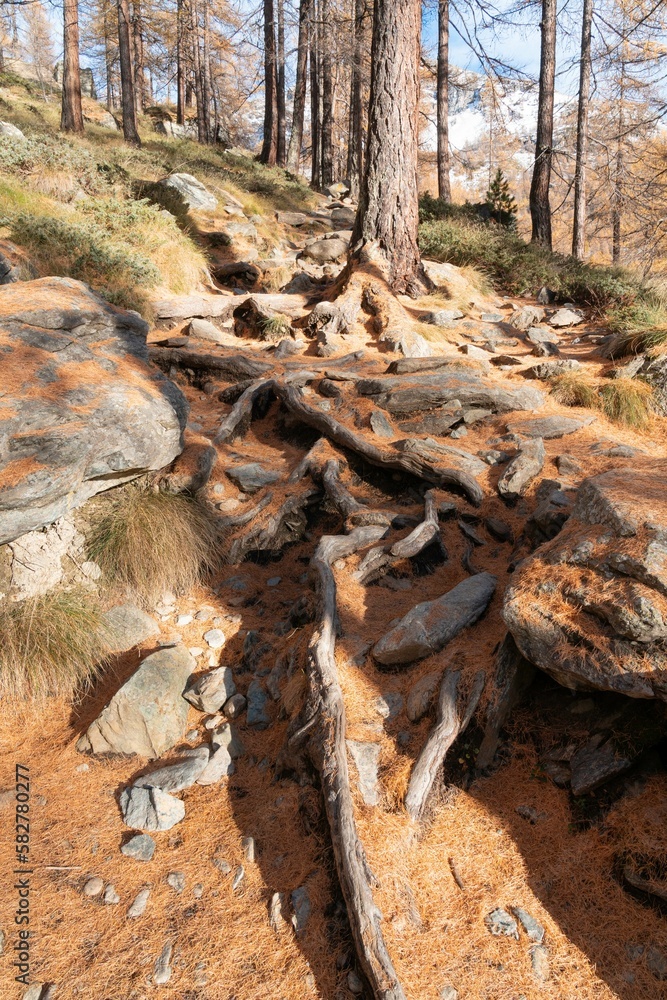 Vertical shot of the superficial roots of a pine tree in the mountain forest in the daytime Vertical shot of the superficial roots of a pine tree in the mountain forest in the daytime