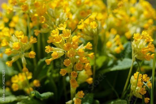 Spring primrose , or Primrose officinalis , or real primrose , or spring primrose ( lat. Primula veris )  © Flower_Garden