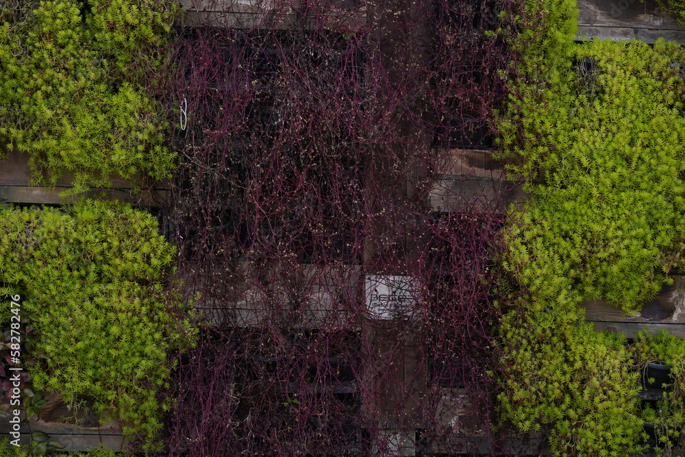 The wall is completely covered with thickets The wall is completely covered with thickets