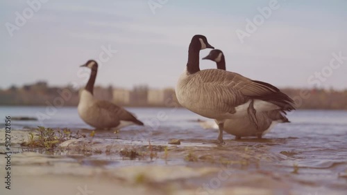 Closeup of Canadian geese swimming in water