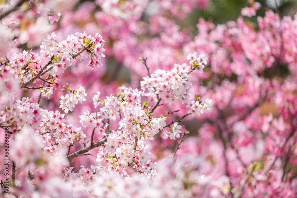 Blossoming sakura trees in full splendor Blossoming sakura trees in full splendor