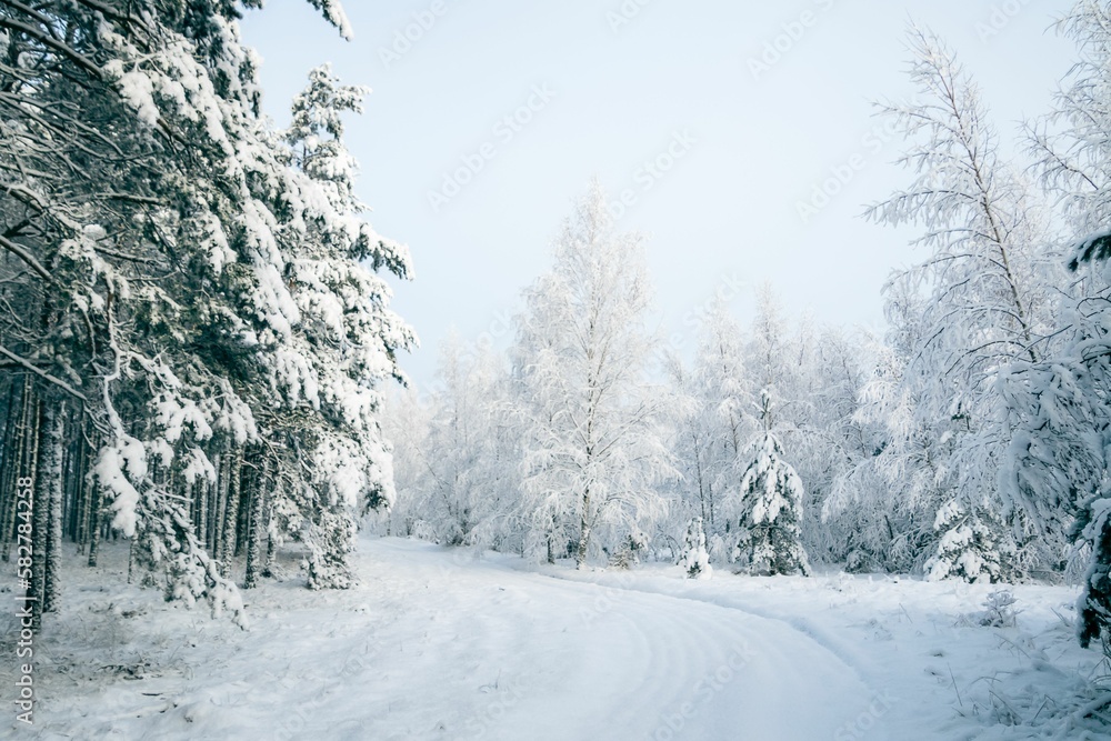 Winter fairytale with tall evergreen snow-capped trees in the forest of Curonian Spit, Lithuania Winter fairytale with tall evergreen snow-capped trees in the forest of Curonian Spit, Lithuania