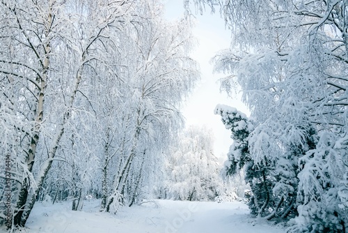 Winter fairytale with tall evergreen snow-capped trees in the forest of Curonian Spit, Lithuania