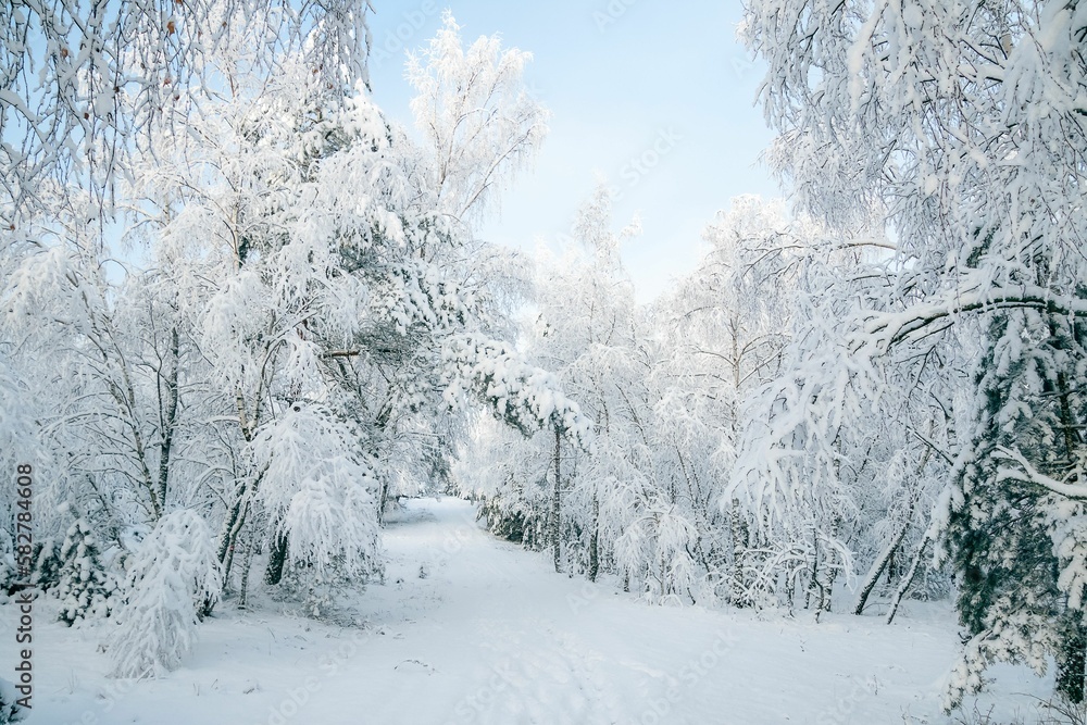 Winter fairytale with tall evergreen snow-capped trees in the forest of Curonian Spit, Lithuania Winter fairytale with tall evergreen snow-capped trees in the forest of Curonian Spit, Lithuania