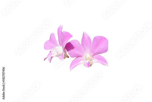 Close-up of pair beautiful Pink orchid isolated on white background.
