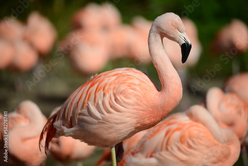 Chilean Flamingo. Isolated bird from the group.