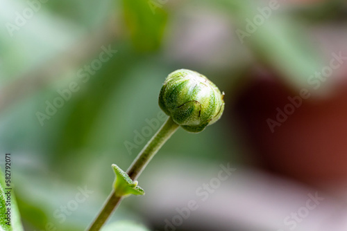 Pretty in single bud standing against bllured background.Flower bud.