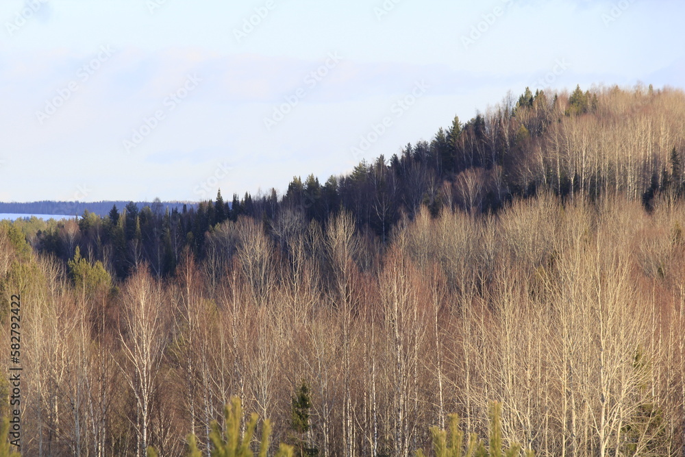 forests of northeastern Europe in early spring forests of northeastern Europe in early spring