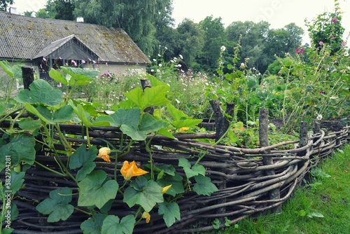Traditional wooden wicker fence in the garden with vegetables and flowers against the backdrop of an old village house. Creative idea for garden design.