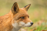 Close-up of a cute fox. Wldlife, wilderness, AWD. Amsterdamse waterleidingduinen.
