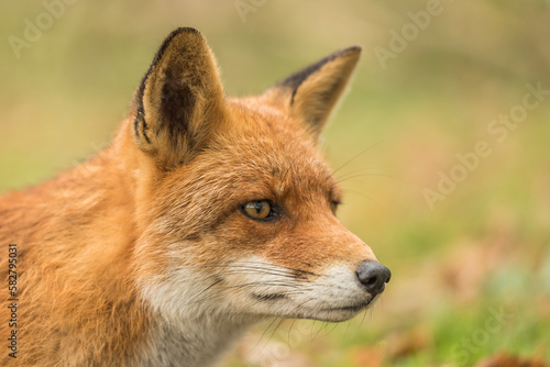 Close-up of a cute fox. Wldlife, wilderness, AWD. Amsterdamse waterleidingduinen. © Dirk