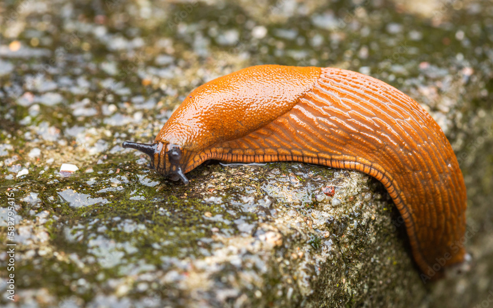 Fototapeta premium ślimak Ślinik luzytański Arion lusitanicus