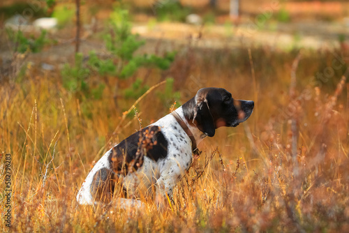 Dog english pointer